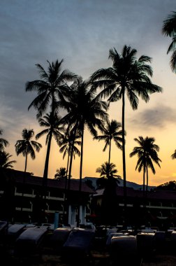 Hindistan cevizi ağacı silhouettes