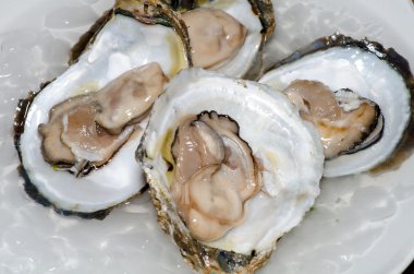 Buz closeup ile taze istiridye