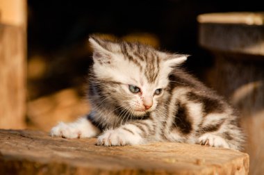 Amerikalı stenografi kedi