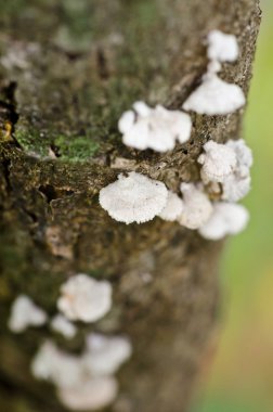 Çürümüş ahşap üzerine küçük beyaz mantar