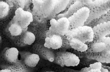 Mercan coenosarc portre