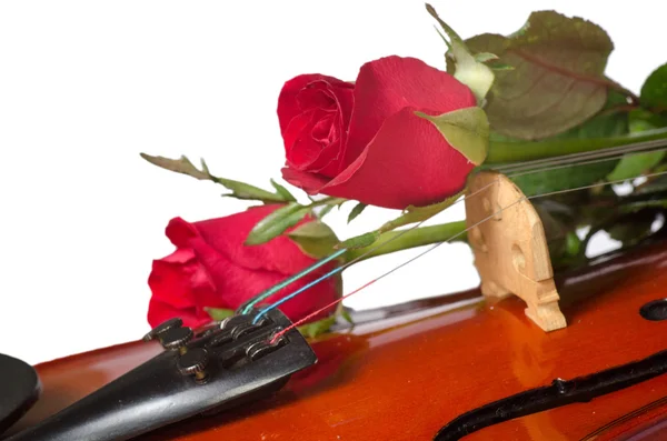 Violin and red roses — Stock Photo, Image