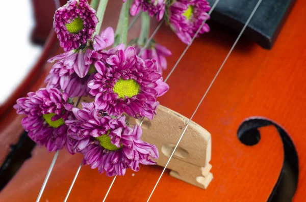 Violin and purple daisy — Stock Photo, Image