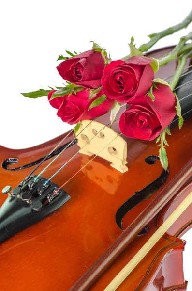 Violin and red roses — Stock Photo, Image