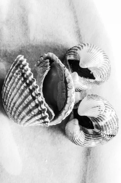 Cardiidae в черный и белый — стоковое фото