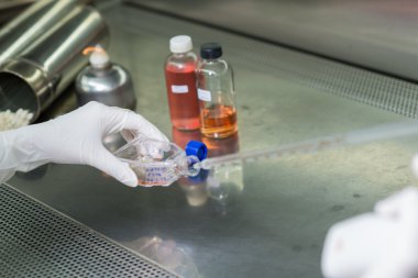 Araştırmacı test sıvı Biyogüvenlik kabini aktarır