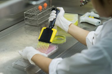 Araştırmacı test sıvı 96 iyi plakasına aktarır.