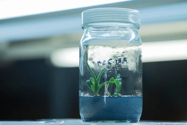 Plant tissue culture bottles — Stock Photo, Image