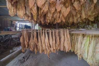 Kulübeler kür tütün