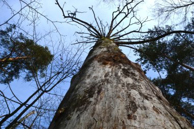 Ormandaki kuru ağaç.