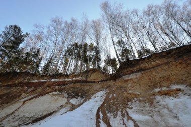 Cennette huş ağacı