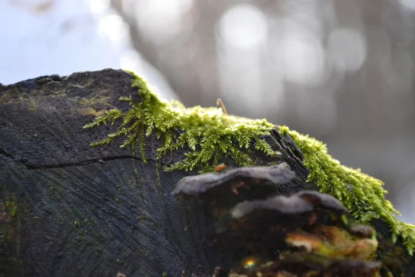 Mossa och svampar lever på skoparmen — Stockfoto