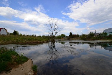 Su birikintisi ağaç