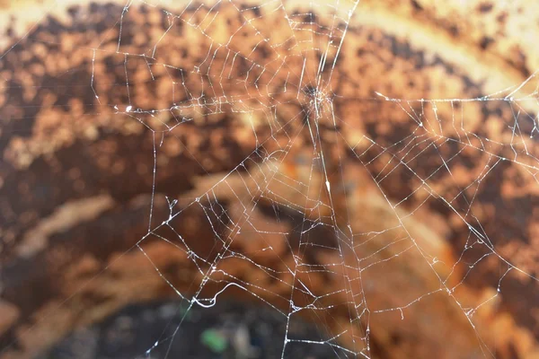 桶里的蜘蛛网 — 图库照片
