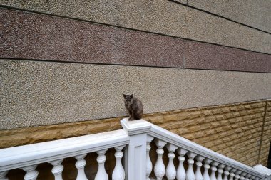 Kedi korkuluk üzerinde oturur