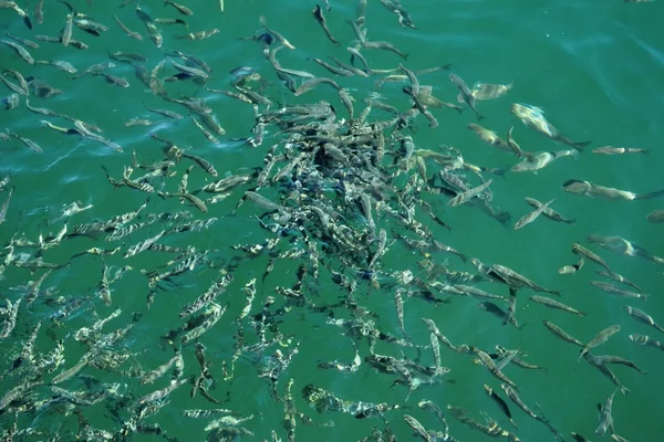 El pescado quiere comer pan. — Foto de Stock