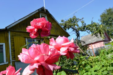 Kendi elleri ile yetiştirilen gül