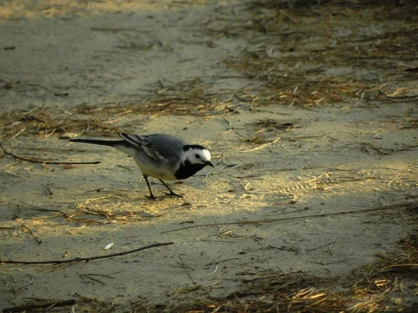 The bird on the ground — Stock Photo, Image