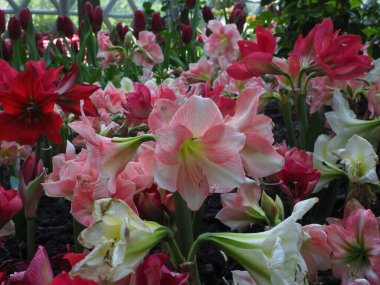 Yumuşak pembe papatyalar çiçek açan bahar çiçekleri sabah serası dingin doğal güzellik.