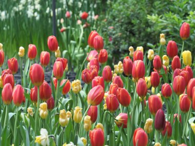 Yeşil yapraklı kırmızı ve sarı lale bahçesi ve yumuşak güneş ışığı, neşeli bahar çiçeği sahnesi.