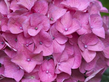 Pembe ortanca çiçeği makro çiçek tomurcuğu çiçek tomurcuğu bahar baharı güzelliği çerçeveyi narin bir dokuya ve nazik bir sükunete büründürür.