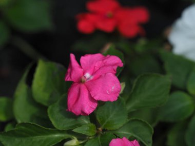 Pembe çiçekli yeşil yaprak bahçesi. Kapatın yumuşak ışığı. Doğal yaz.