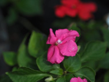 Pembe sabırsız çiçek makrosu, yeşil yapraklar, yumuşak odak, doğal ışık, bahçe çiçeği, dingin ruh hali