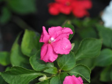 Pembe sabırsız çiçek makrosu, yeşil yapraklar, bahçe bitkisi, doğal ışık, yumuşak odak, taze çiçek, canlı renk