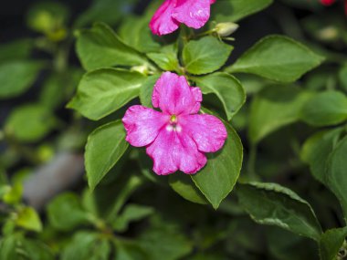 Pembe sabırsız çiçekler yeşil yapraklar bahçe bitkileri, kapalı makro doğal ışık yaz mevsimi taze hayat verir.