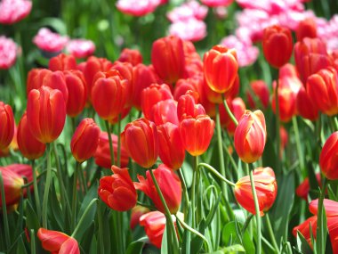 Kırmızı lale tarlası baharı açtı çiçek açtı açık hava çiçekleri yumuşak odaklı neşeli ruh hali doğası