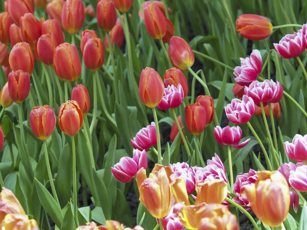 Orange tulip pink tulip spring garden flower bed green leaves soft light outdoor vibrant mood blooming tulip field
