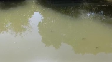Bulanık su birikintisi balık yansıması ağaçlar doğayı sakinleştirecek gün ışığı sakin ortam dingin ortam, bulanık gölet suyu balığı yansıması