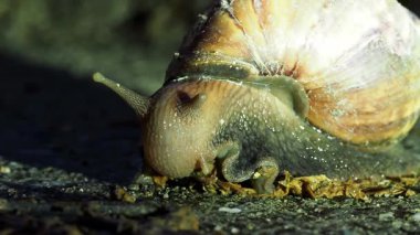 Salyangoz kabuğunu, ıslak sümüksü dokuyu, kahverengi zemini, ışıldayan sümüğü, salyangoz kabuğunu, ıslak dokuyu kapatın.