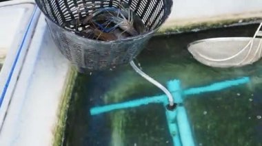 Plastik sepet süzgeç süzgeç süzgeci. Suyun üzerinde taze karides tutacağı. Siyah plastik deniz ürünleri hasadı.