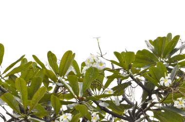 Tropikal ağaç, yeşil yaprak, beyaz çiçek, tesisat, çiçek, yeşil yapraklı, tropikal yaprak, beyaz çiçekle sınır.