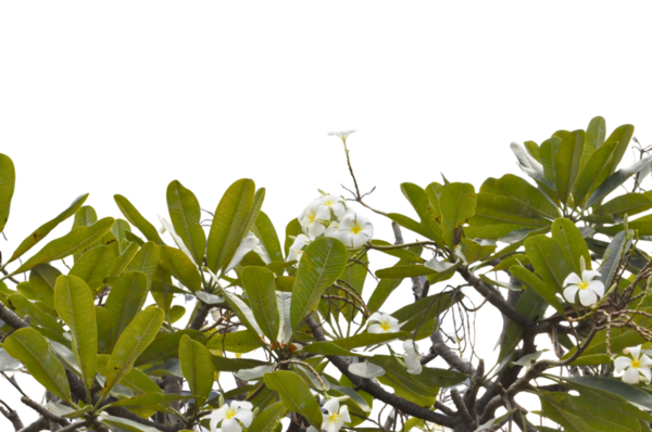 Tropikal ağaç, yeşil yaprak, beyaz çiçek, tesisat, çiçek, yeşil yapraklı, tropikal yaprak, beyaz çiçekle sınır.