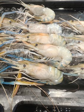 Taze karides çiğ karides deniz ürünleri pazarı ezilmiş buz deniz ürünleri mavi bacak kabuklu deniz ürünleri taze deniz ürünleri ıslak deniz ürünleri vitrinleri