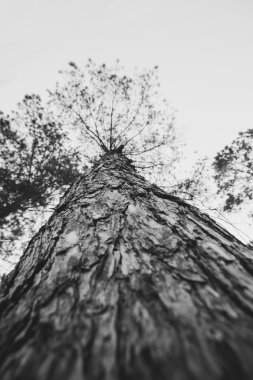 Kış ağaç kavramsal görüntü. Siyah ve beyaz fotoğraf