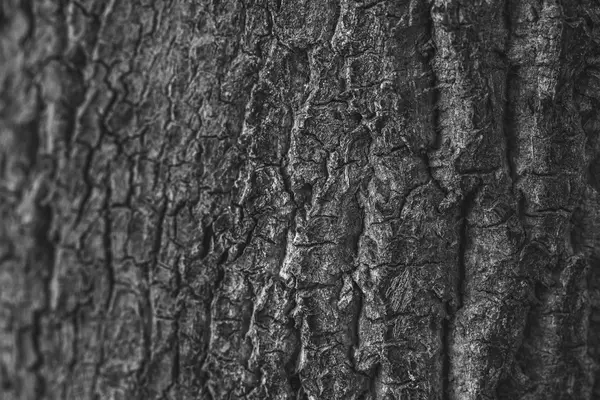 Текстура дерева чёрно-белая — стоковое фото
