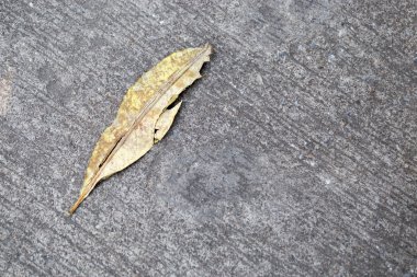 asfalt üzerinde günbatımında yaprak