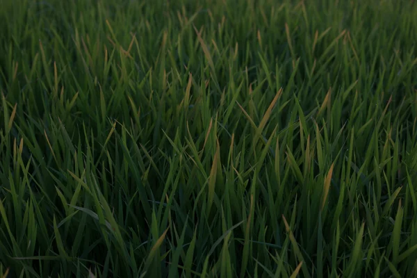 Campo di riso a terrazze verdi a Chiang Mai — Foto Stock