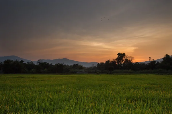 Rizière au coucher du soleil à Chianh Mai, Thaïlande — Photo