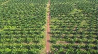 Büyük bir yağ palmiyesi tarlasının havadan görünüşü