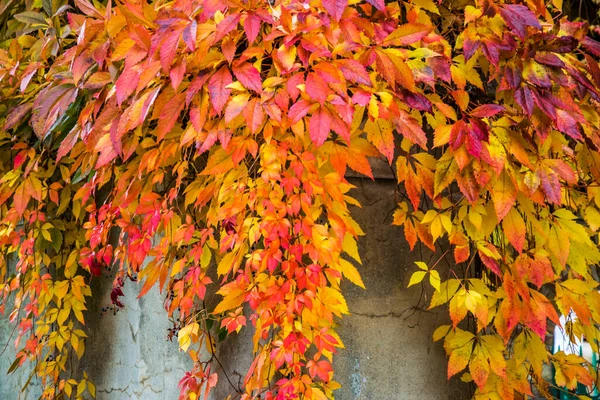 Bunter Heller Efeu Der Weißen Wand Herbstzeit — Stockfoto