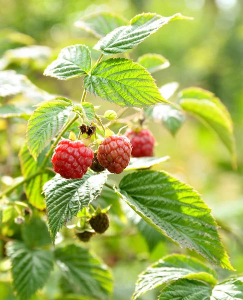 Wild raspberry bush