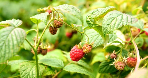 Arbusto de frambuesa silvestre —  Fotos de Stock