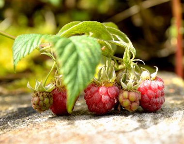 Yabani ahududu çalı