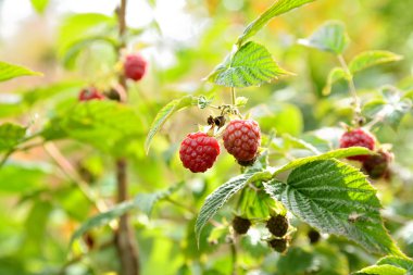 Yabani ahududu çalı