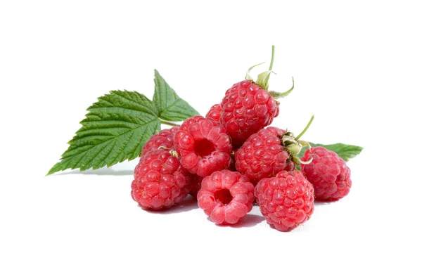 Ripe raspberry isolated Stock Image