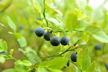 Yaban mersini bush olgun yaban mersini ile